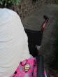 MedicalPictures/WR5wheelchairIMG.JPG