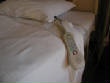 MedicalPictures/WRM4PILLOWIMG_3649.JPG