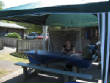 Picturesweb/WR12shadeIMG_3569.JPG