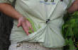 Picturesweb/WR19beansIMG_3591.JPG