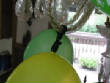 Picturesweb/WRballoonscloseup1837.JPG