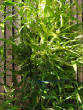 Picturesweb/WRbambfar2982.JPG