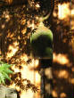 Picturesweb/WRbellchin2972.JPG