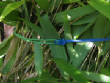 Picturesweb/WRclosbambo2980.JPG