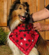 Picturesweb/WRdogfullview3065.JPG