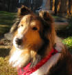 Picturesweb/WRdogscarf3048.JPG