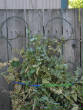Picturesweb/WRpeas3009.JPG